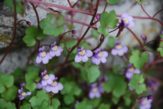 Cymbalaria muralis